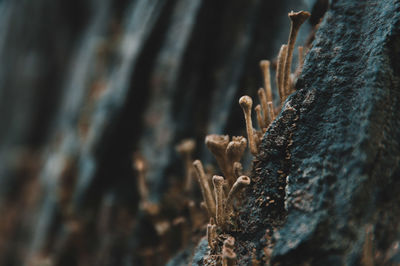 Close-up of plant growing on tree trunk