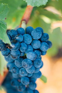 Close-up of grapes growing in vineyard