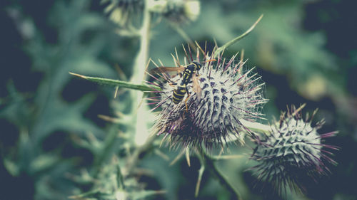 Close-up of thistle on plant