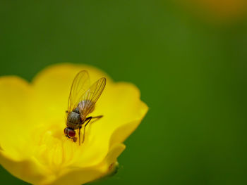 Close-up of insect on yellow flower