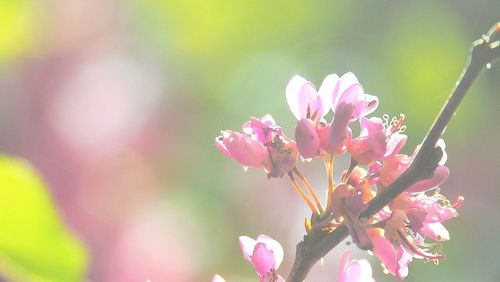 Close-up of pink flowers blooming on tree