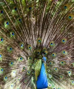 Full frame shot of peacock feathers