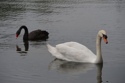 Side view of swan in calm water