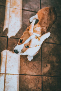 High angle view of a dog looking away