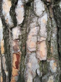Full frame shot of tree trunk