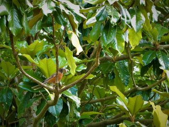 Close-up of green plant