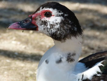 Close-up of a bird