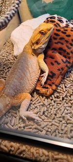 Close-up of a bearded dragon chilling on his pillow