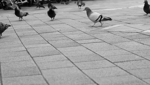 Birds perching on walkway