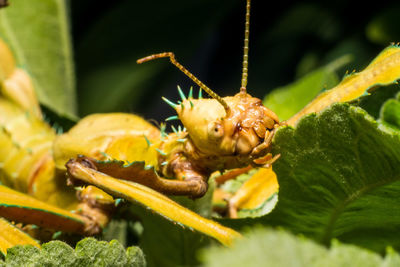 Close-up of insect on plant