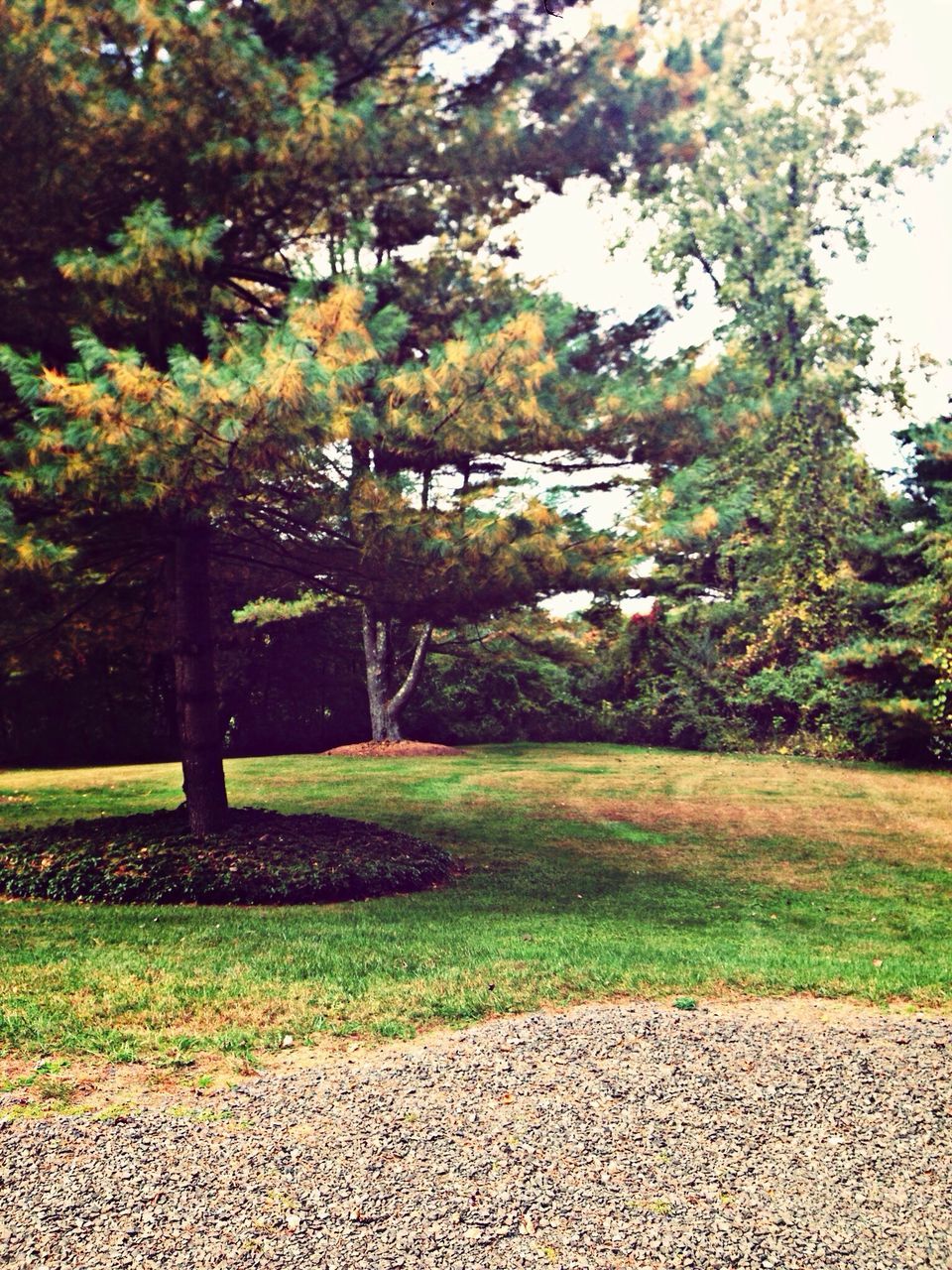 tree, growth, tranquility, park - man made space, nature, tranquil scene, beauty in nature, green color, branch, shadow, park, sunlight, scenics, tree trunk, grass, footpath, day, leaf, field, outdoors