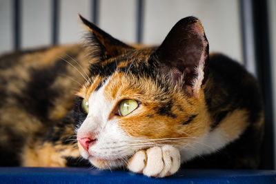 Close-up of cat looking away