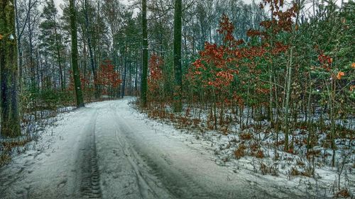 Road amidst trees in forest during winter