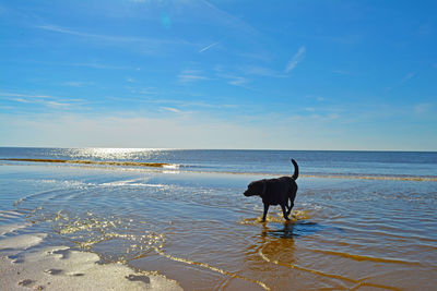 Black labrador retriever strolling on shore at beach against blue sky