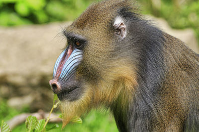 Mandrill