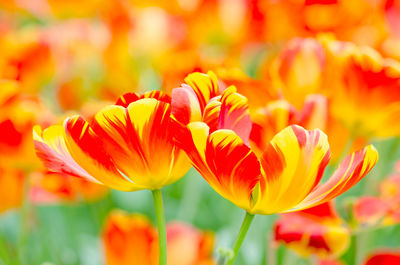 Close-up of orange tulips on field