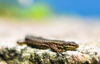 Close-up of lizard