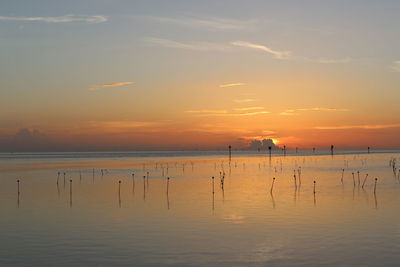 Birds flying over calm sea
