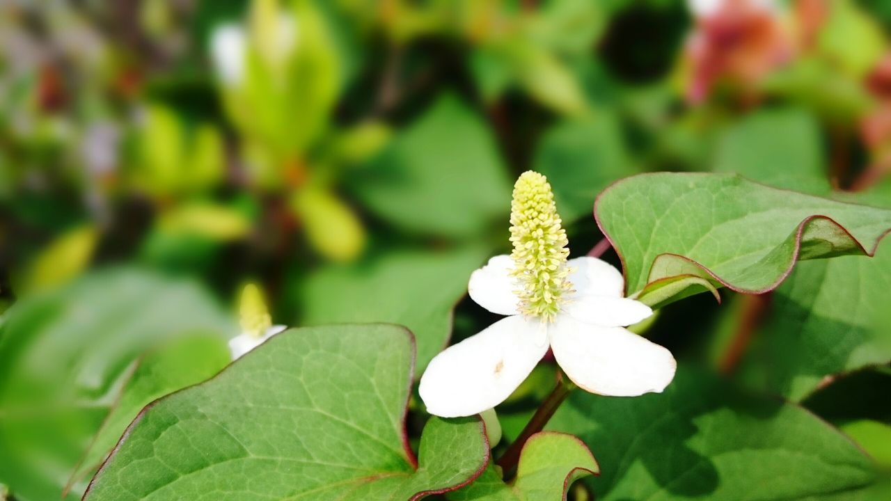 flower, petal, freshness, growth, leaf, fragility, white color, flower head, close-up, beauty in nature, nature, plant, focus on foreground, blooming, in bloom, green color, blossom, stamen, botany, pollen