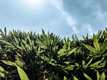 Close-up of plants growing on field against sky