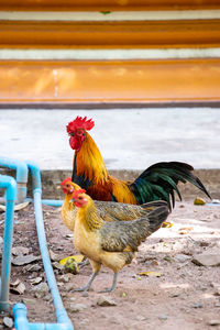 Close-up of a rooster