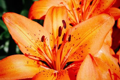 Close-up of orange day lily blooming outdoors