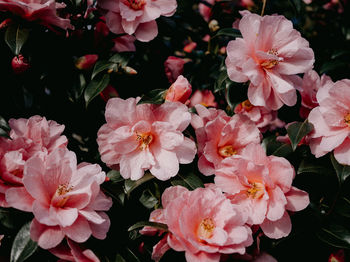 Close-up of pink flowers