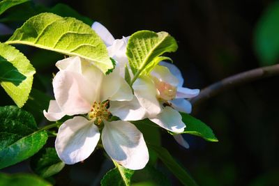 Close-up of white flowering plant