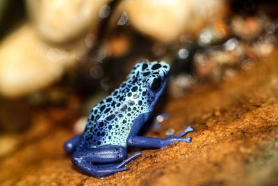 Close-up poison dart frog 