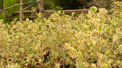 Plants growing on field