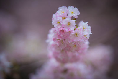 Close-up of pink cherry blossoms