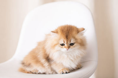 Long-haired golden british kitten looks away, sits on a chair, kitten in the interior, little kitten