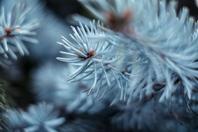 Blue spruce branches close view