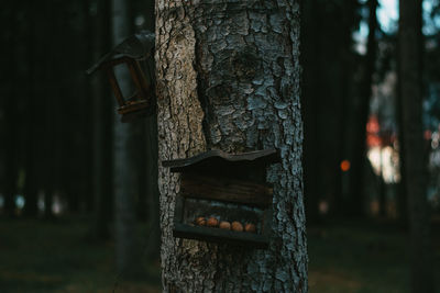 Close-up of bread on tree trunk in forest