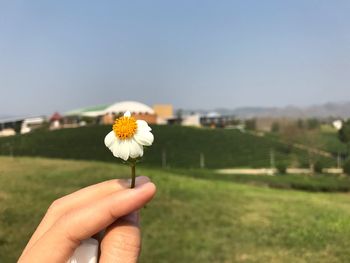 Cropped hand holding flower on land against clear sky