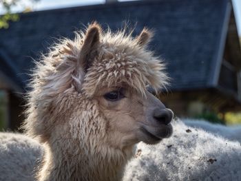 Close-up of a looking away