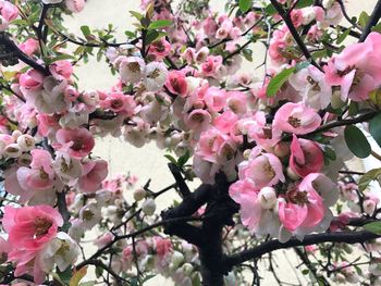 Low angle view of pink flowers blooming on tree