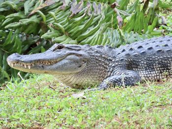 Closeup of an alligator