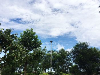 Low angle view of trees against sky