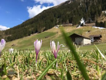 Close-up of crocus blooming on field against sky