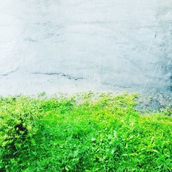 Plants growing on field