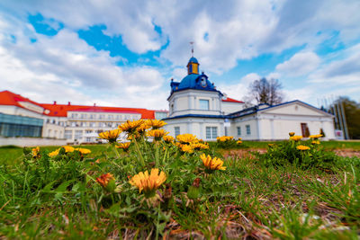 Flowers growing on field by building against sky