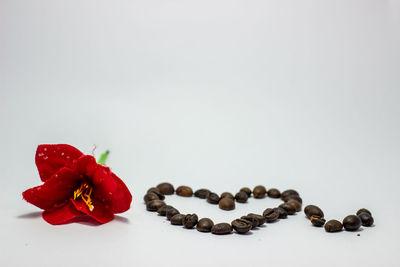 Close-up of red berries over white background