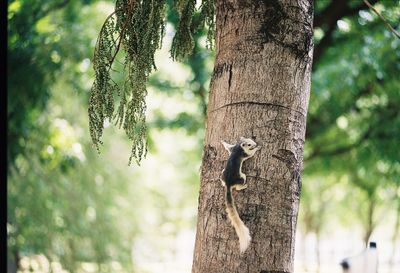 View of squirrel on tree trunk