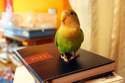 Close-up of bird perching on table