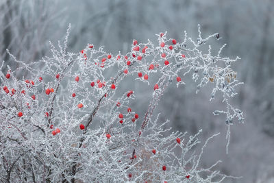 Close-up of frozen plant