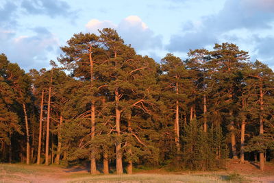 Trees on field against sky during autumn