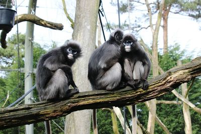 Monkeys sitting on tree