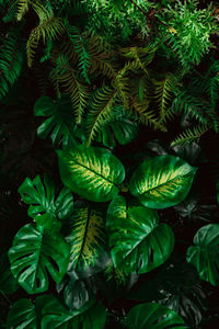 Full frame shot of green leaves