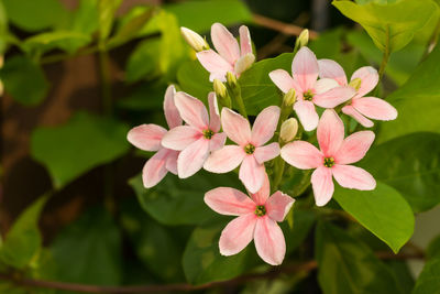 Close-up of pink flowering plant